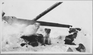 Image of Eskimo [Inughuit] pups at Nerky [Neqe]