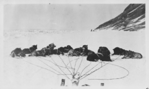 Image: Greenland, ice foot at Cape Leiper, dogs lying down