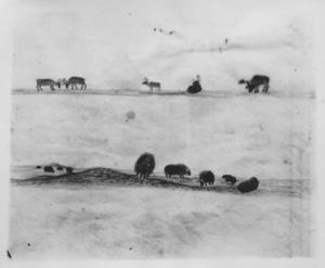 Image of Eskimo [Inughuit] drawing of musk-ox and caribou