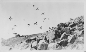 Image of Little Auks on the rocks