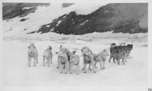 Image of MacMillan's dog team