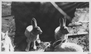 Image of Four hare at six feet