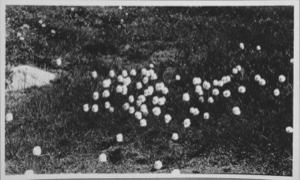 Image: Cotton grass (Ereophorum schuzeri), Godthaab [Nuuk]