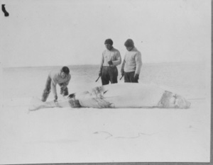 Image: White Whale, Refuge Harbor [Qamarfit]