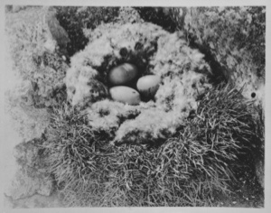 Image: Eider duck's nest, Littleton Island