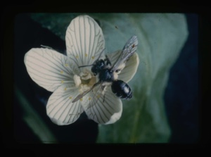 Image of Bee-like fly on Pomossia ways