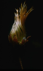 Image: Dryas integrifolia, Twist [Seed Head]