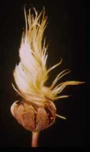 Image: Dryas integrifolia, twist