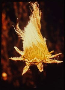 Image: Dryas integrifolia, twist