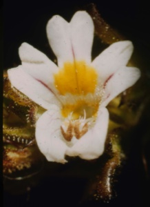 Image of Euphrasia arctica, Eyebright;