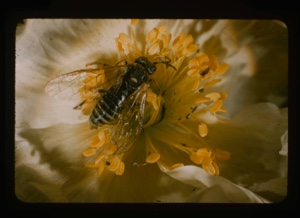 Image: Saw fly on Poppy