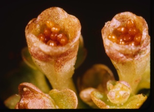 Image of Chrysosplenium tetrandum, Golden Saxifrage; no petals pub. Sci. Am.