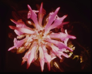 Image: Pedicularis arctica