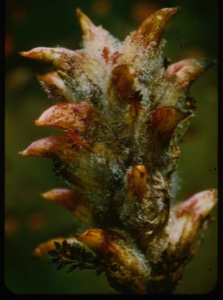 Image of Pedicularis