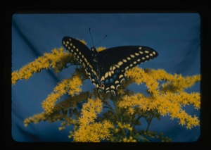 Image of Swallowtail on Solidago flash