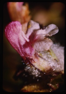 Image of Pedicularis arctica, lousewort