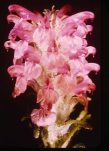 Image: Pedicularis arctica, Lousewort
