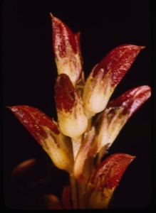Image: Pedicularis