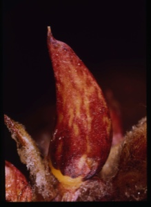 Image: Pedicularis arctica, lousewort, fruit