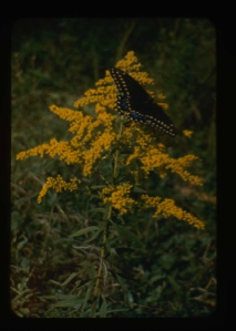 Image of Swallowtail on Solidago flash ways