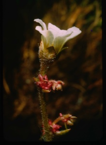 Image of Arenaria longipes, sandwort and bulbils