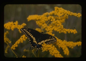 Image of Eastern swallowtail on Solidago