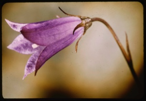 Image of Campanula uniflora