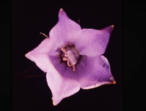 Image of Campanula uliginosum