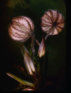Image of Silene [one marked Lychnis alpina] [Melandriium apetalum, nodding bladder campion]