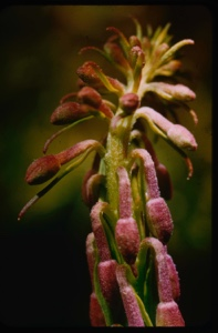 Image of Epilobium (uppis?), fireweed buds