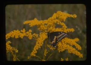 Image of Eastern swallowtail on Solidago K156-12