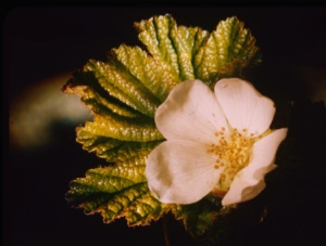 Image of Rubus chamaemorus, baked appleberry