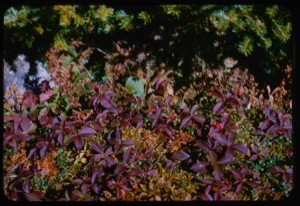 Image of Rubus arcticus, with bilberry and spruce