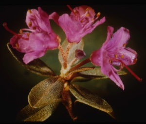 Image: Rhododendron lapponicum