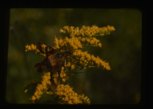 Image: Clear wing sphinx on Solidago