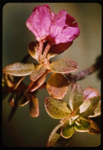 Image of Rhododendron lapponicum
