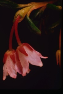 Image of Chamaeuptis [?] procumbens, trailing azaela