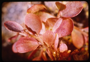 Image of Betula nana, fall foliage,
