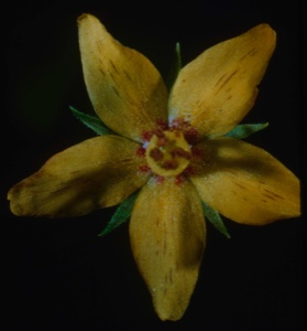 Image: a 5-petal yellow blossom
