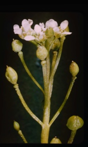 Image: Cochlearia officinalis