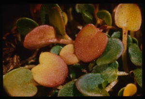 Image of Cochlearia officinalis, mustard