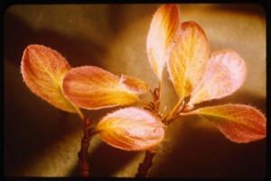 Image of Salix, fall foliage