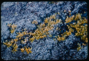 Image of Salix, flat mat of willow