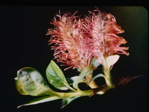 Image of Salix arctica, pink willow