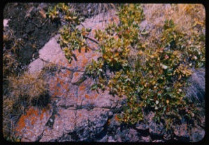 Image of Salix on ledge -