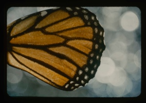 Image: Monarch wing detail