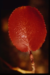 Image of Salix, leaf