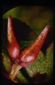 Image of Salix arctica, bud