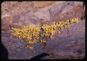 Image of Salix on rocks