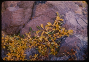 Image of Salix on rock